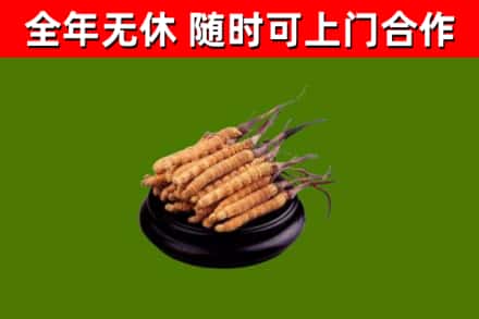 迪庆烟酒回收冬虫夏草.jpg